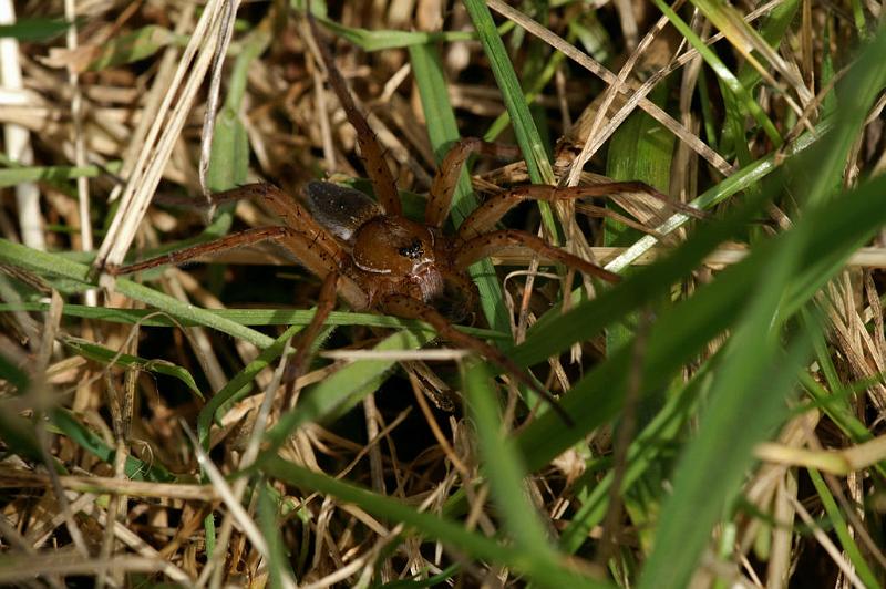 Dolomedes_plantarius_D5153_Z_89_Canal du Nivernais_Frankrijk.jpg